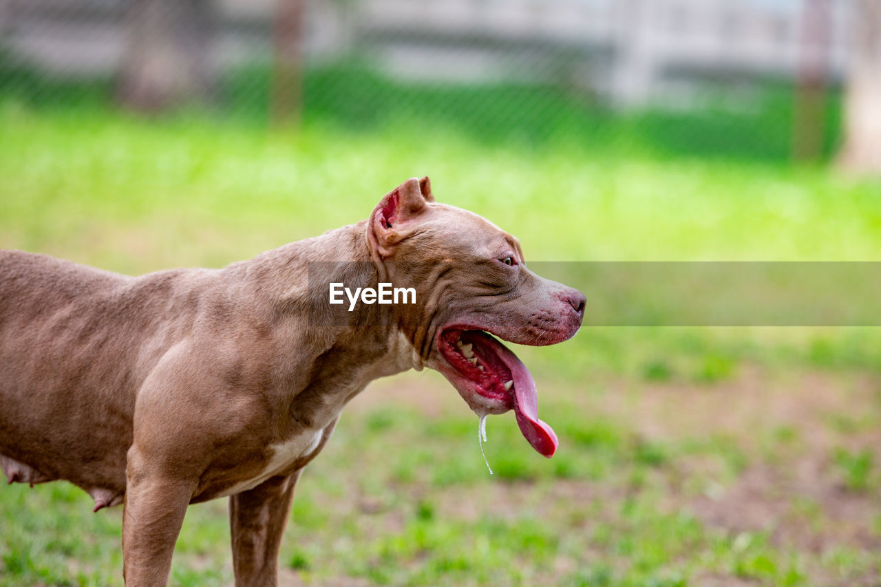 CLOSE-UP OF DOG LOOKING AWAY