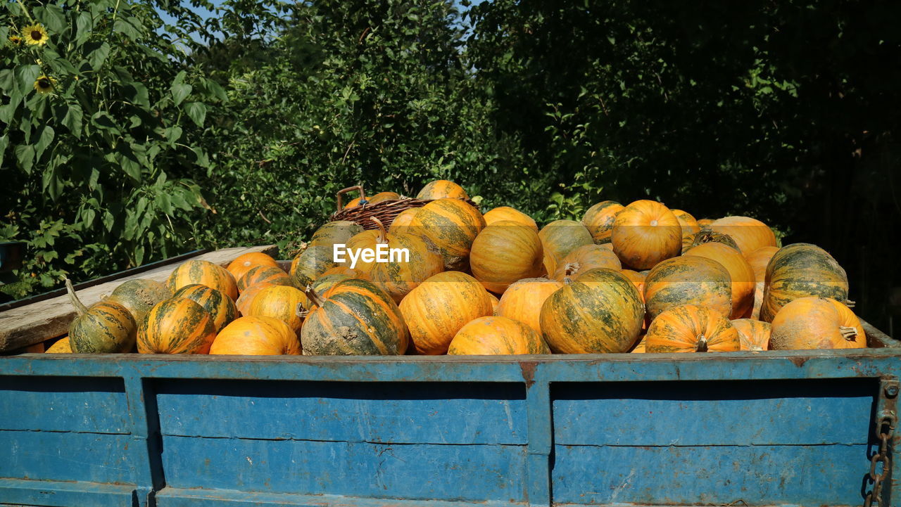 Stack of pumpkins on vehicle