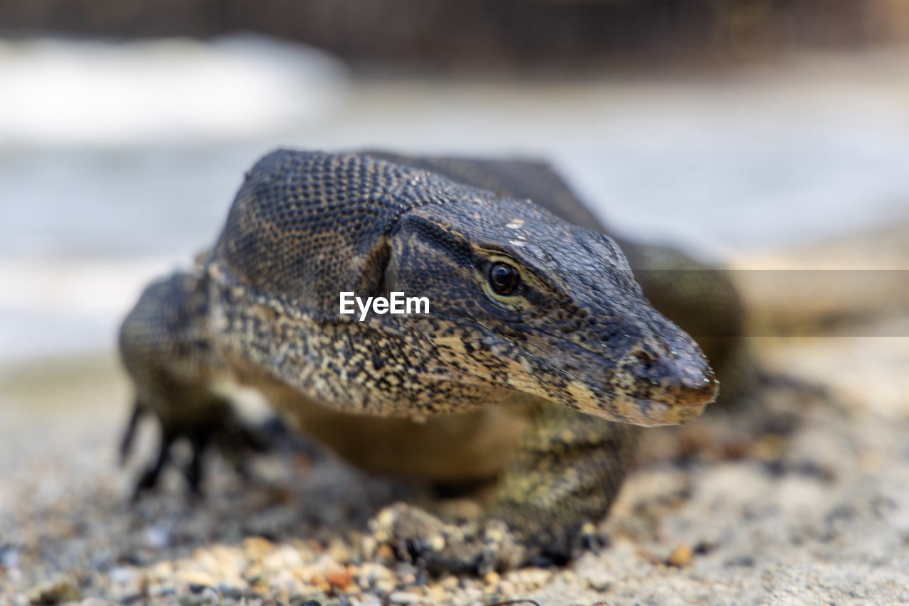 CLOSE-UP OF A REPTILE