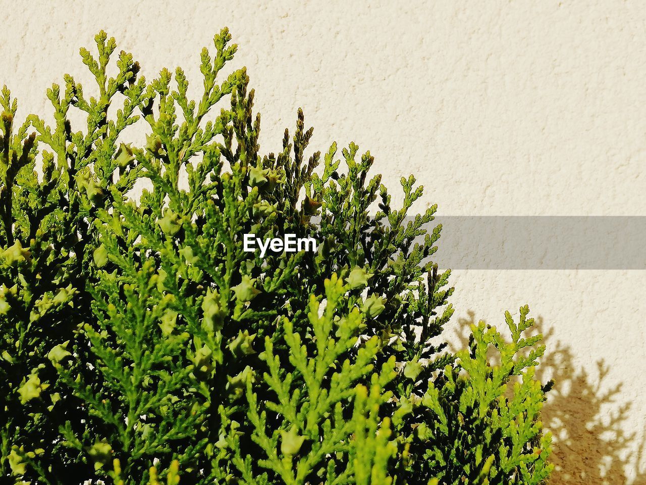 CLOSE-UP OF FRESH PLANT AGAINST WALL