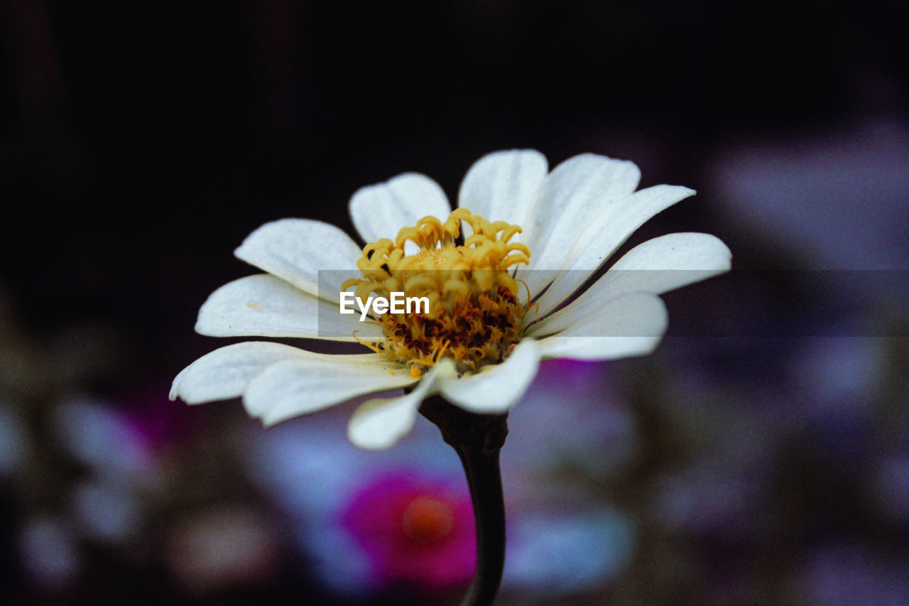 CLOSE-UP OF WHITE FLOWERING PLANTS