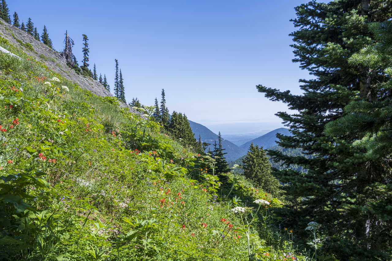 Trees and wildflowers growing on mountain against sky