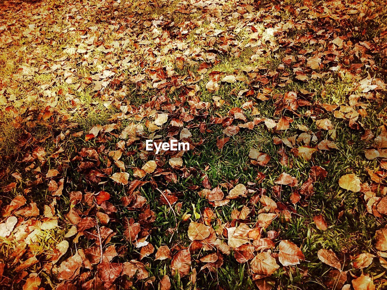 CLOSE-UP OF MAPLE LEAVES FALLEN ON FIELD