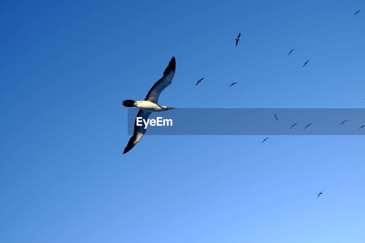 LOW ANGLE VIEW OF BIRDS FLYING AGAINST CLEAR BLUE SKY
