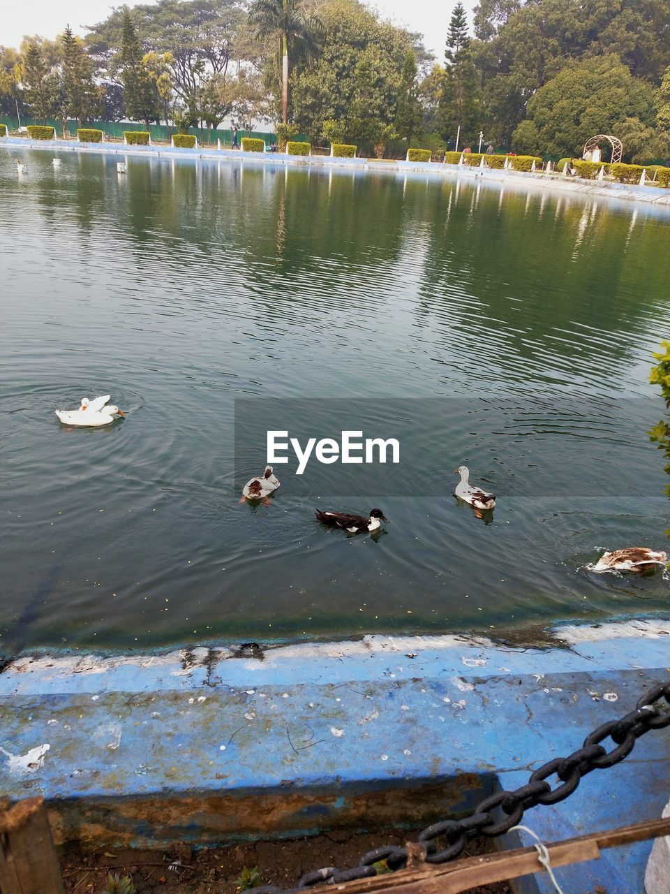 DUCKS SWIMMING ON LAKE