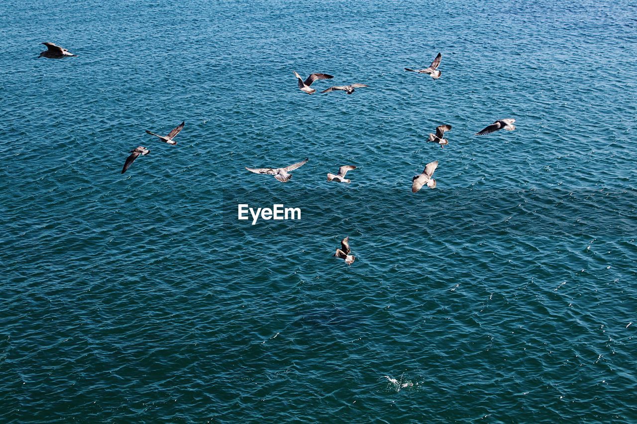 GROUP OF PEOPLE SWIMMING IN SEA