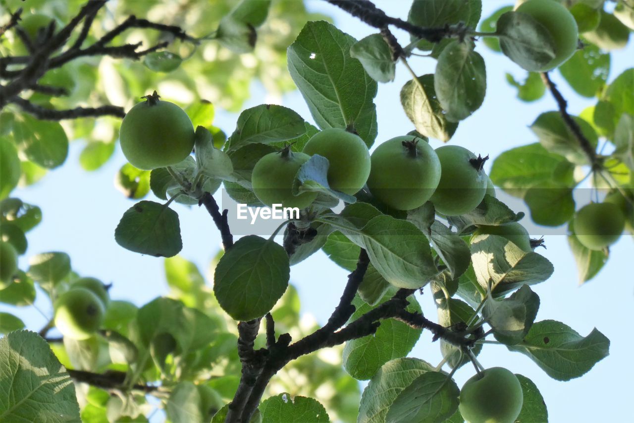 LOW ANGLE VIEW OF FRUITS GROWING ON TREE