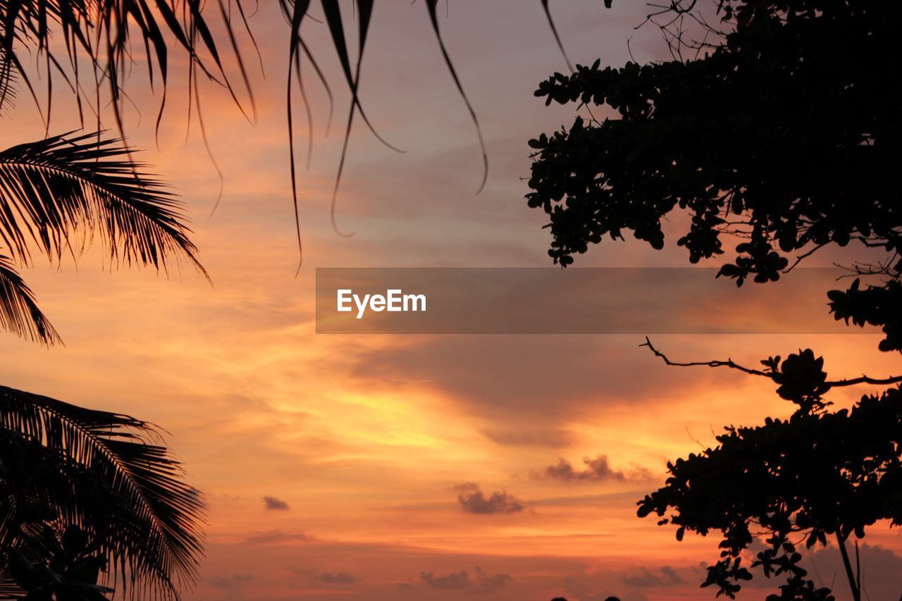 Low angle view of silhouette tree against orange sky