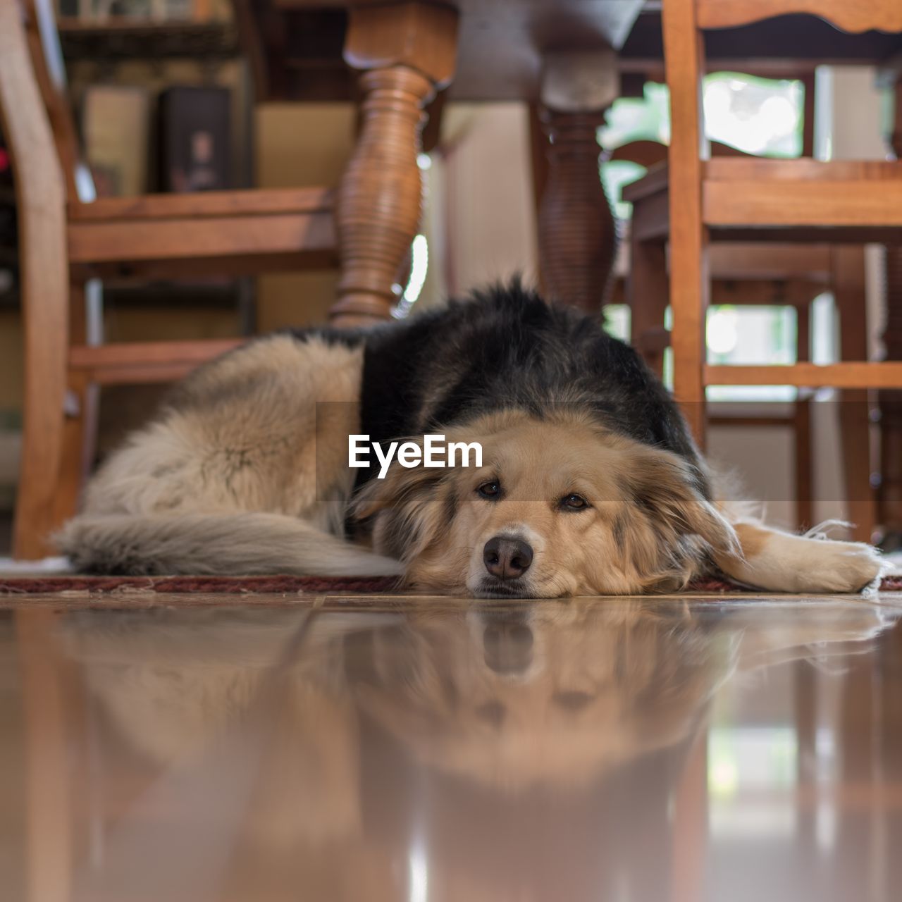 Portrait of dog relaxing on table