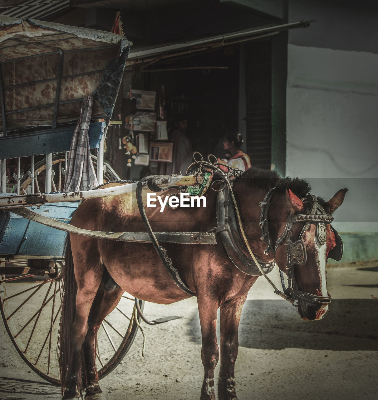 HORSE CART ON VEHICLE