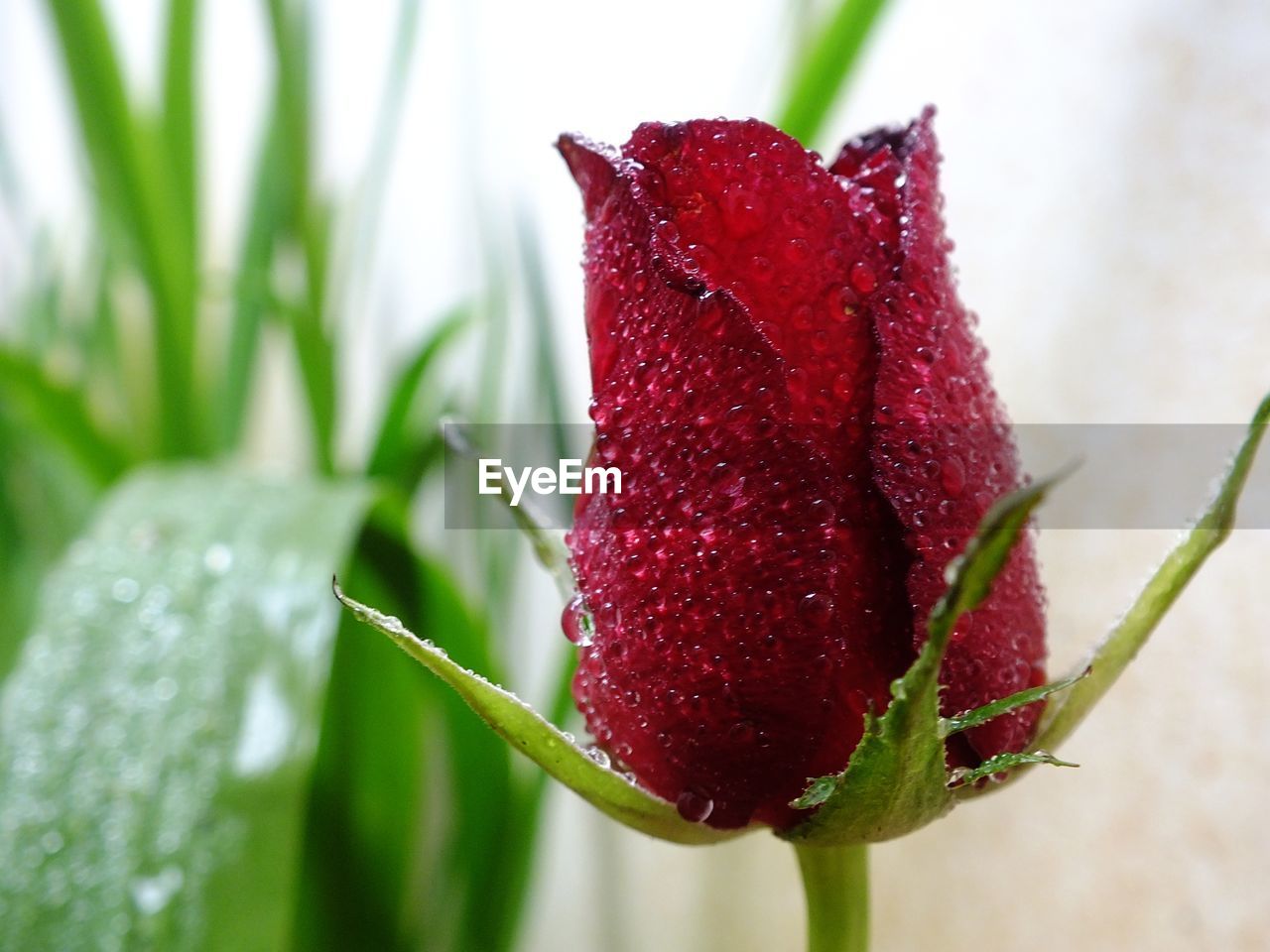 CLOSE-UP OF WATER DROPS ON RED FLOWER