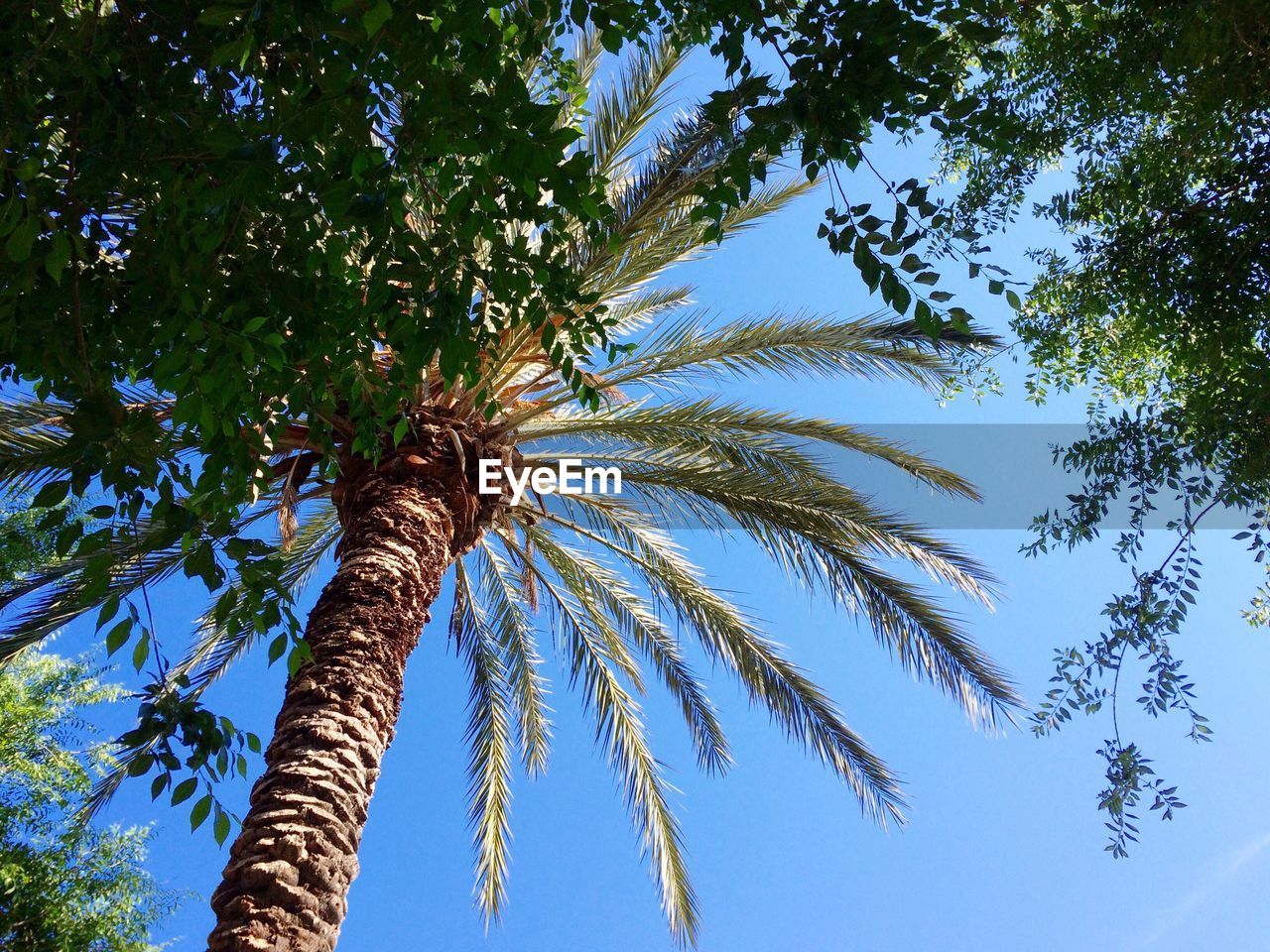 LOW ANGLE VIEW OF PALM TREES AGAINST BLUE SKY