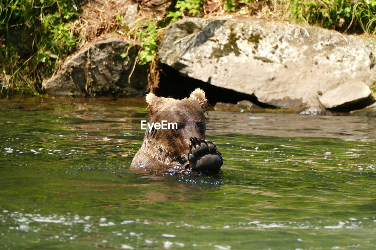 Grizzly bathing in salmon-laden lake in alaska