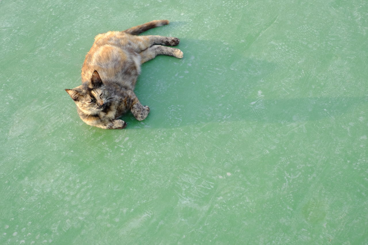 High angle view of sitting cat