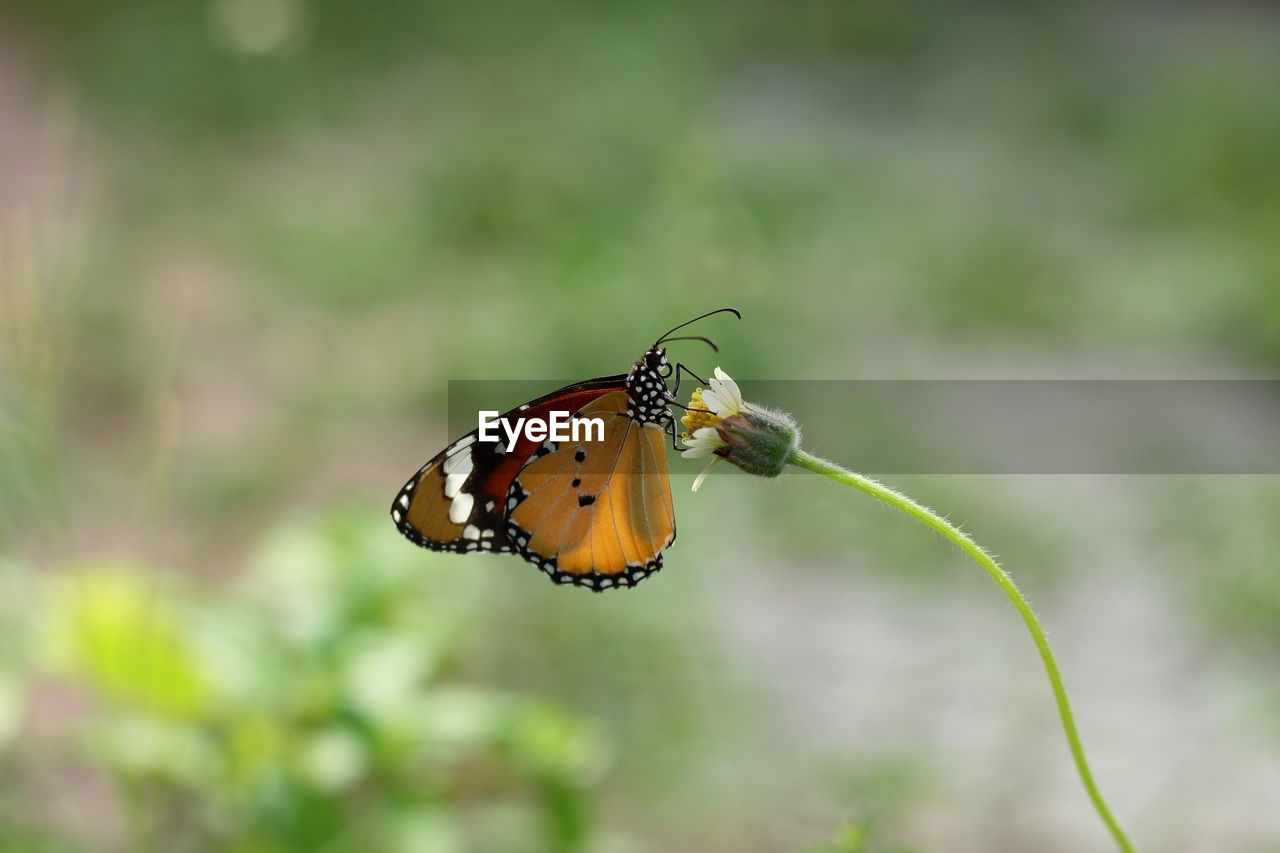 Close-up of butterfly pollinating flower