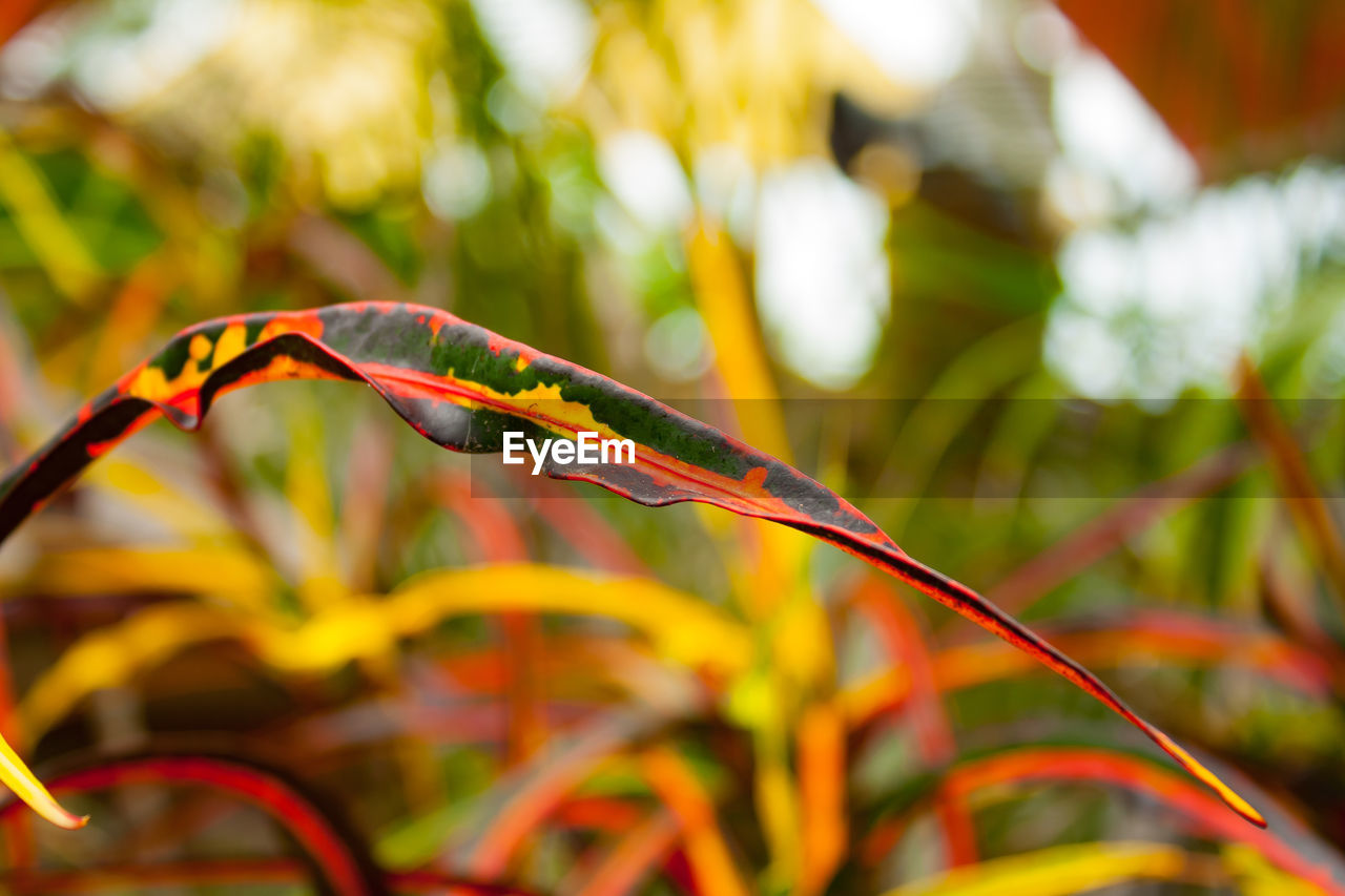 leaf, autumn, flower, branch, plant, nature, yellow, tree, animal themes, multi colored, animal, green, plant part, animal wildlife, no people, close-up, focus on foreground, outdoors, macro photography, beauty in nature, environment, sunlight, forest, grass, day, land, red, bird, growth