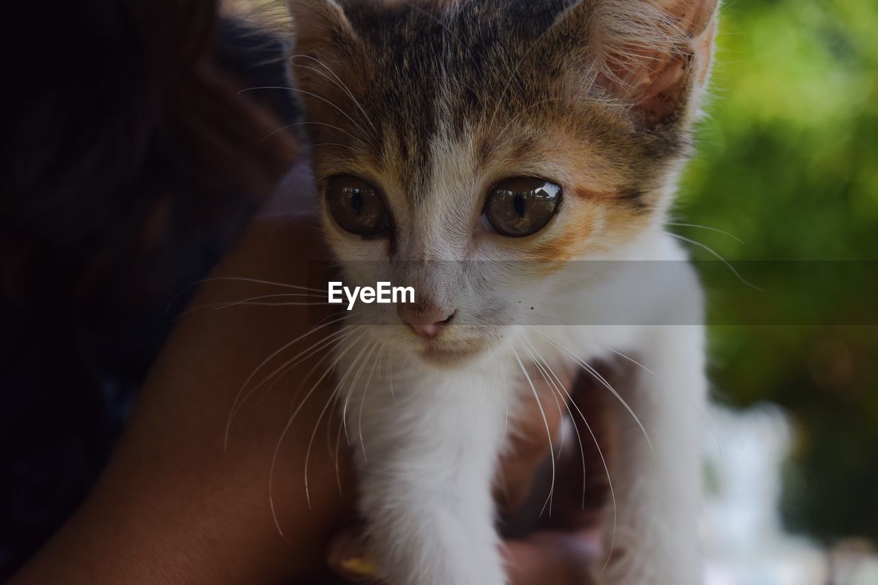 Close-up portrait of kitten on hand
