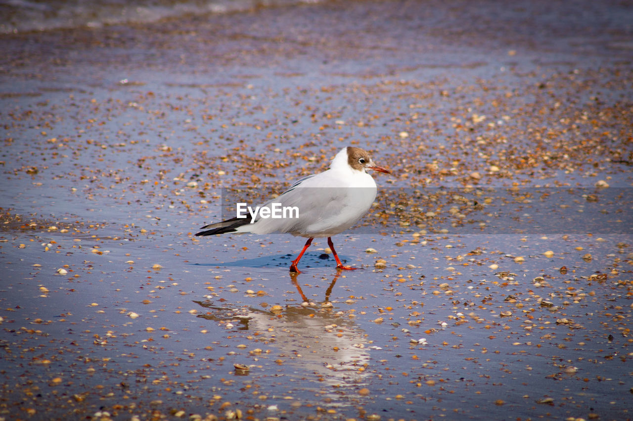 Side view of seagull on beach