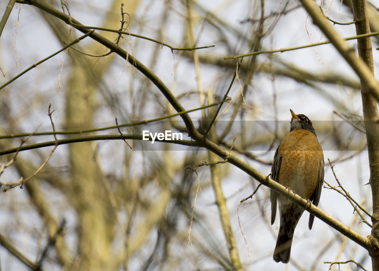 BIRDS PERCHING ON BRANCH