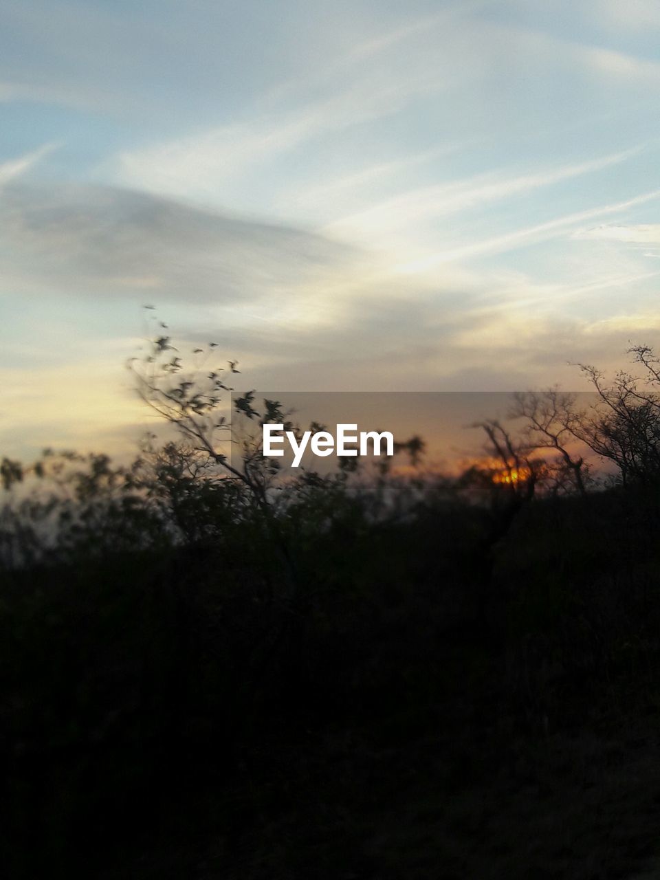 SILHOUETTE OF PLANTS ON FIELD AT SUNSET