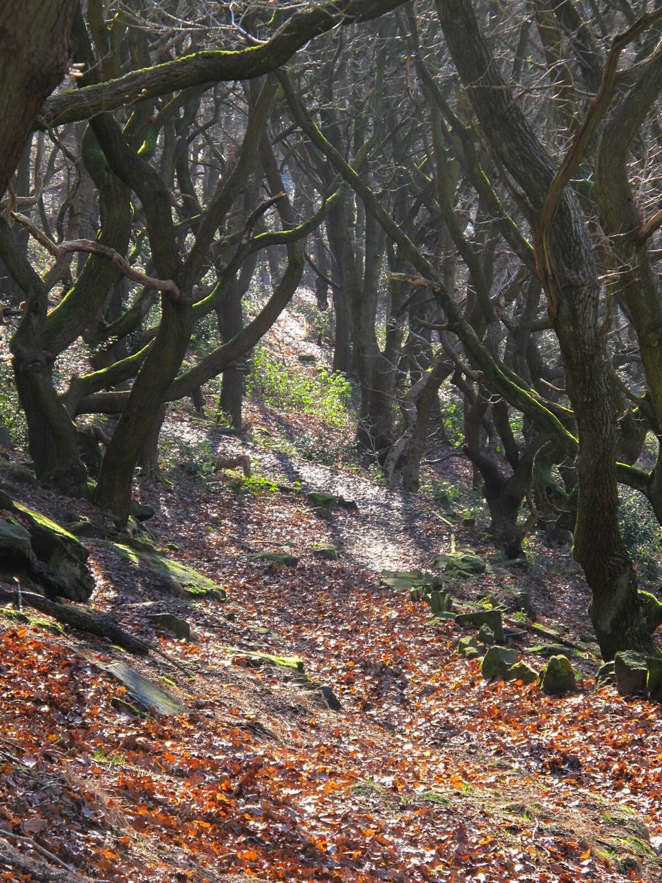 LOW ANGLE VIEW OF TREES