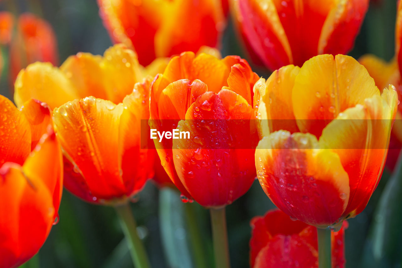 CLOSE-UP OF RED TULIPS WITH ORANGE FLOWERS