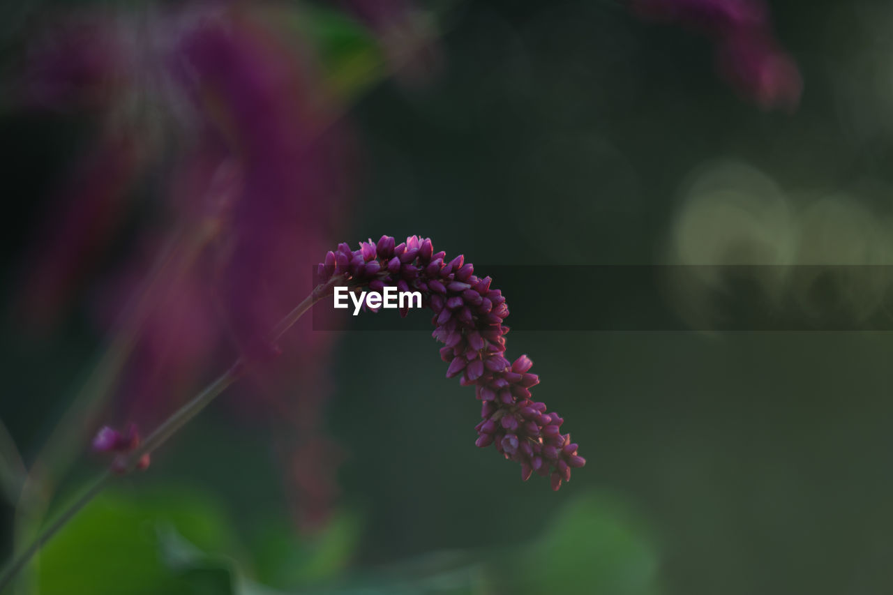 plant, flower, flowering plant, nature, freshness, beauty in nature, close-up, growth, macro photography, fragility, purple, focus on foreground, leaf, green, no people, blossom, pink, flower head, wildflower, outdoors, day, petal, selective focus, inflorescence, food, botany, food and drink