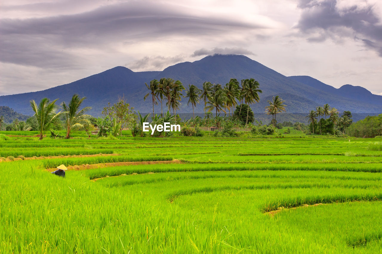 View of rice fields with farmers at work