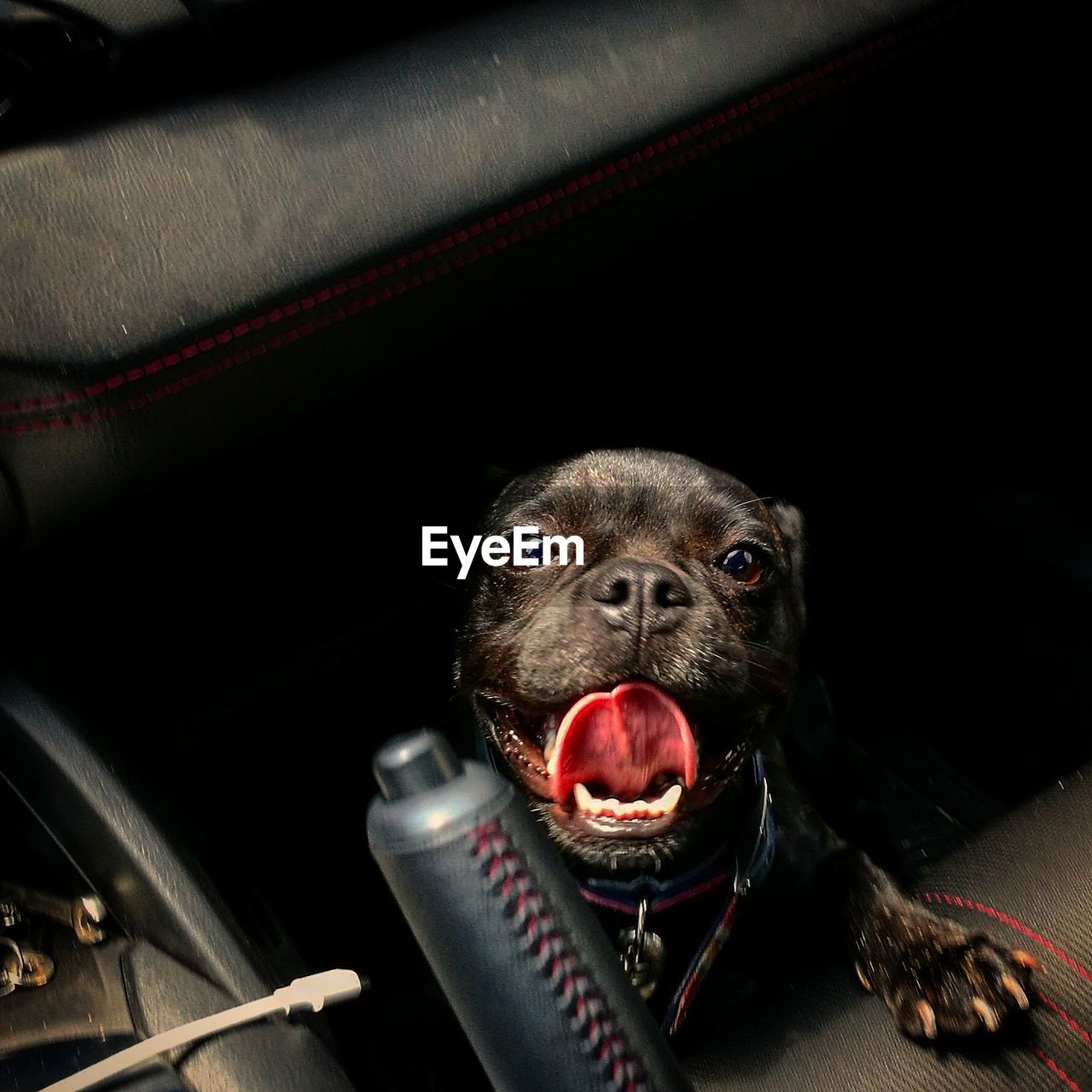 CLOSE-UP OF DOG EATING FOOD IN KITCHEN