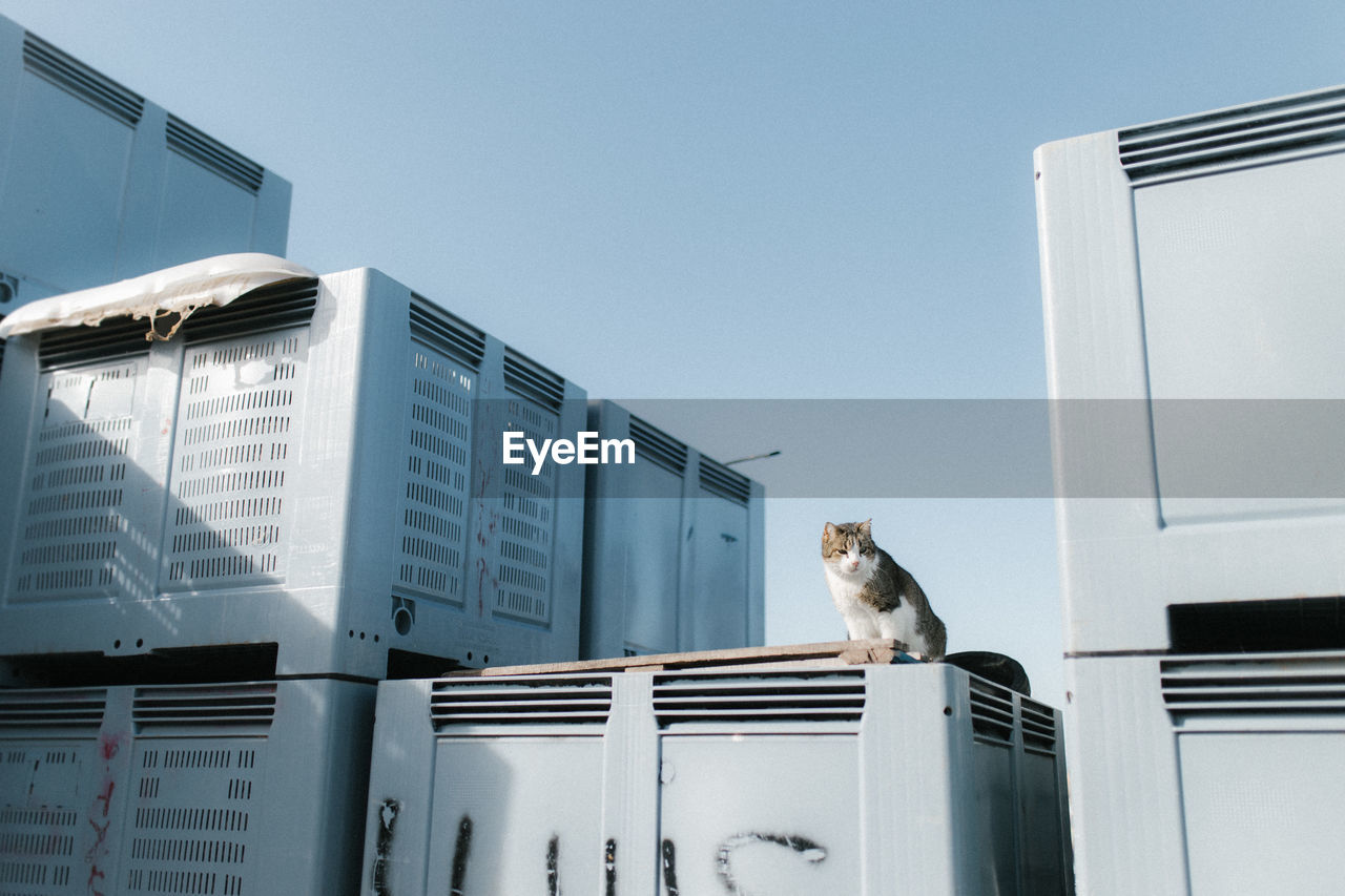 Low angle view of cat sitting on box against clear sky