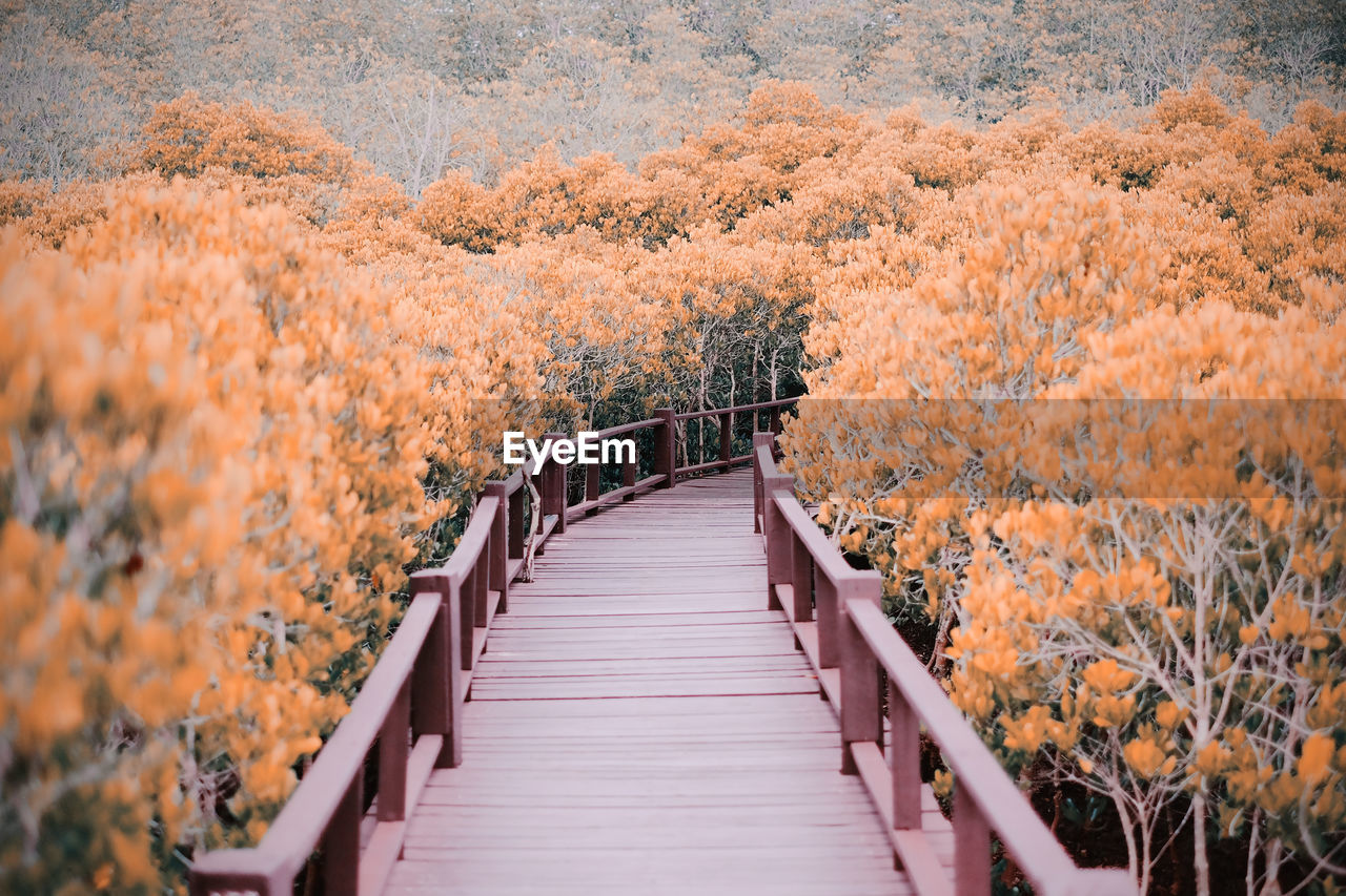 View of footbridge in forest