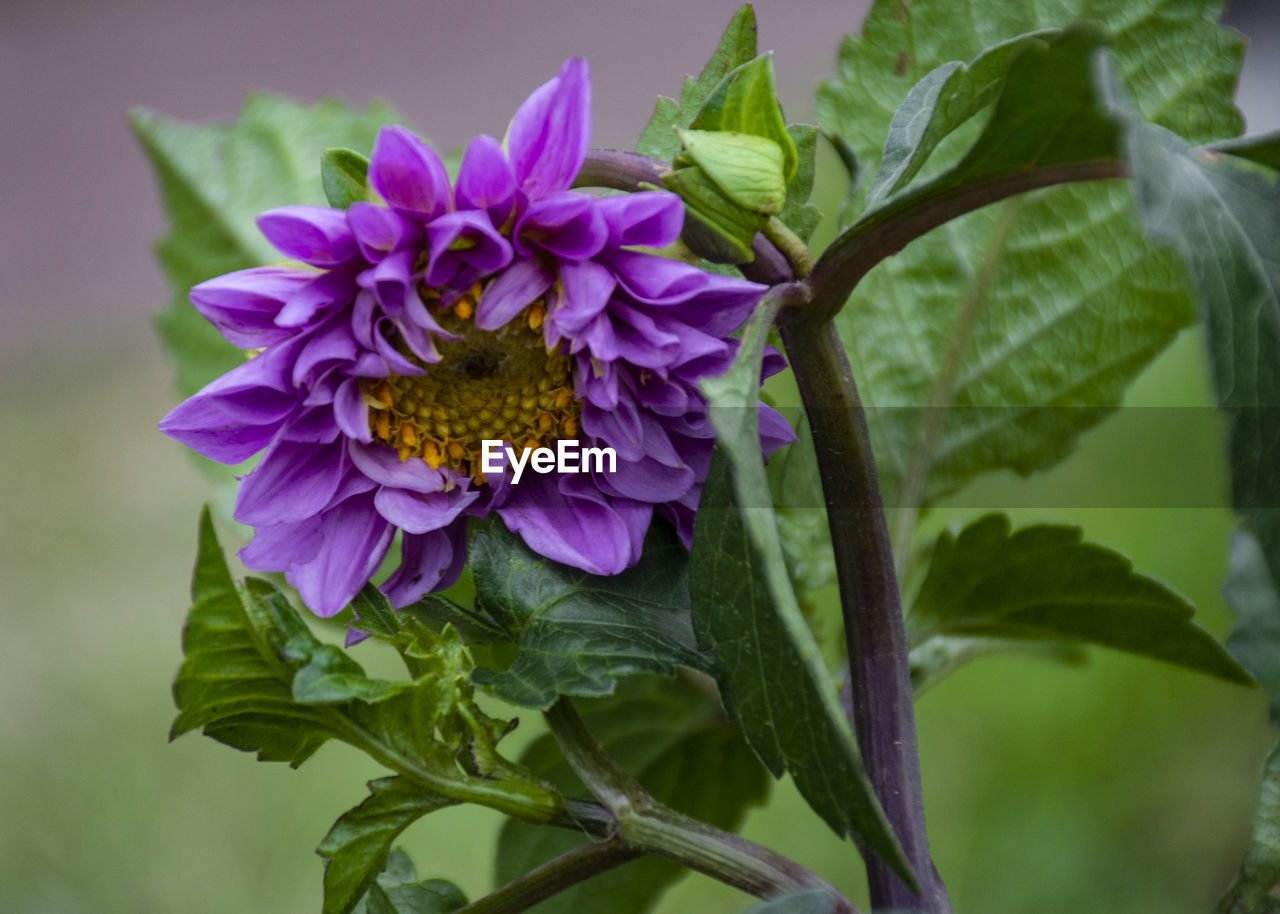 Close-up of purple flowering plant