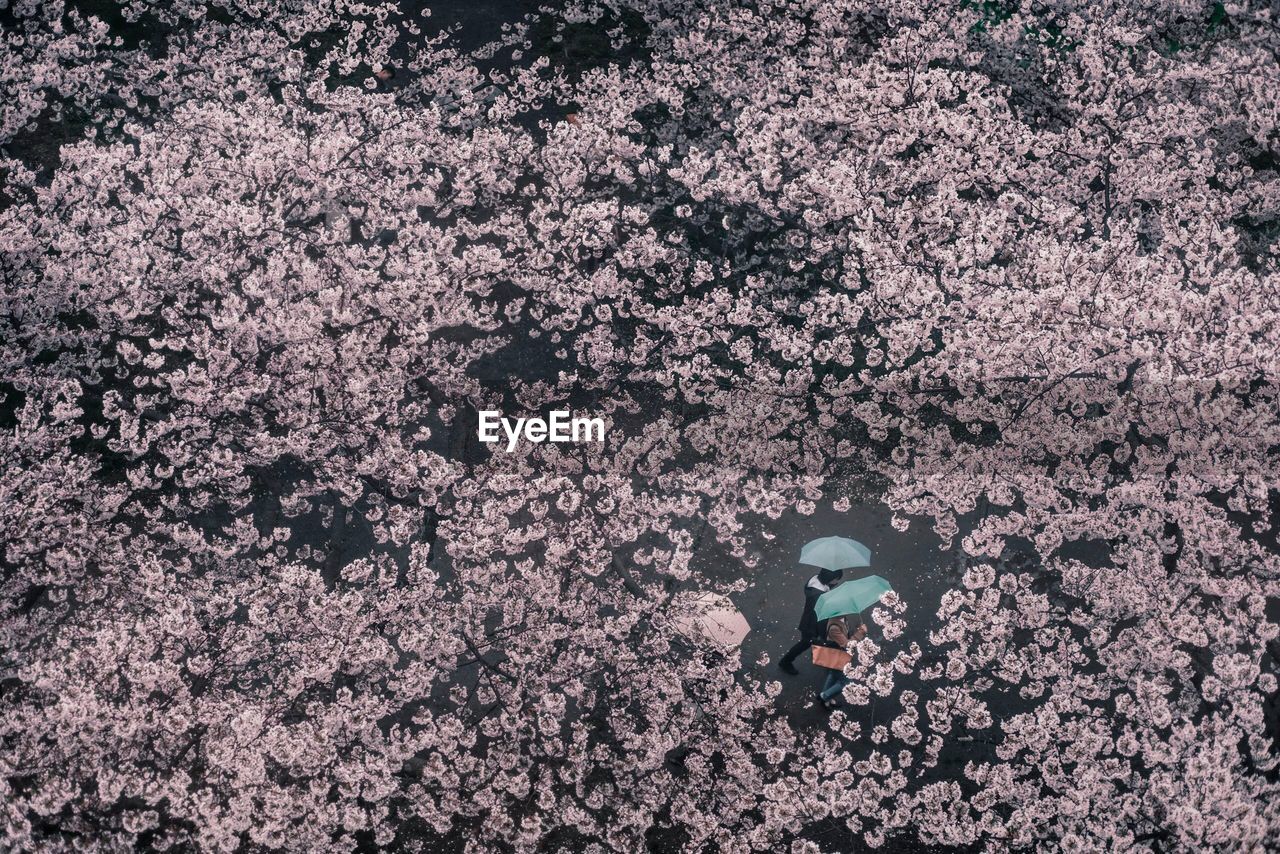 High angle view of couple walking under cherry blossoms