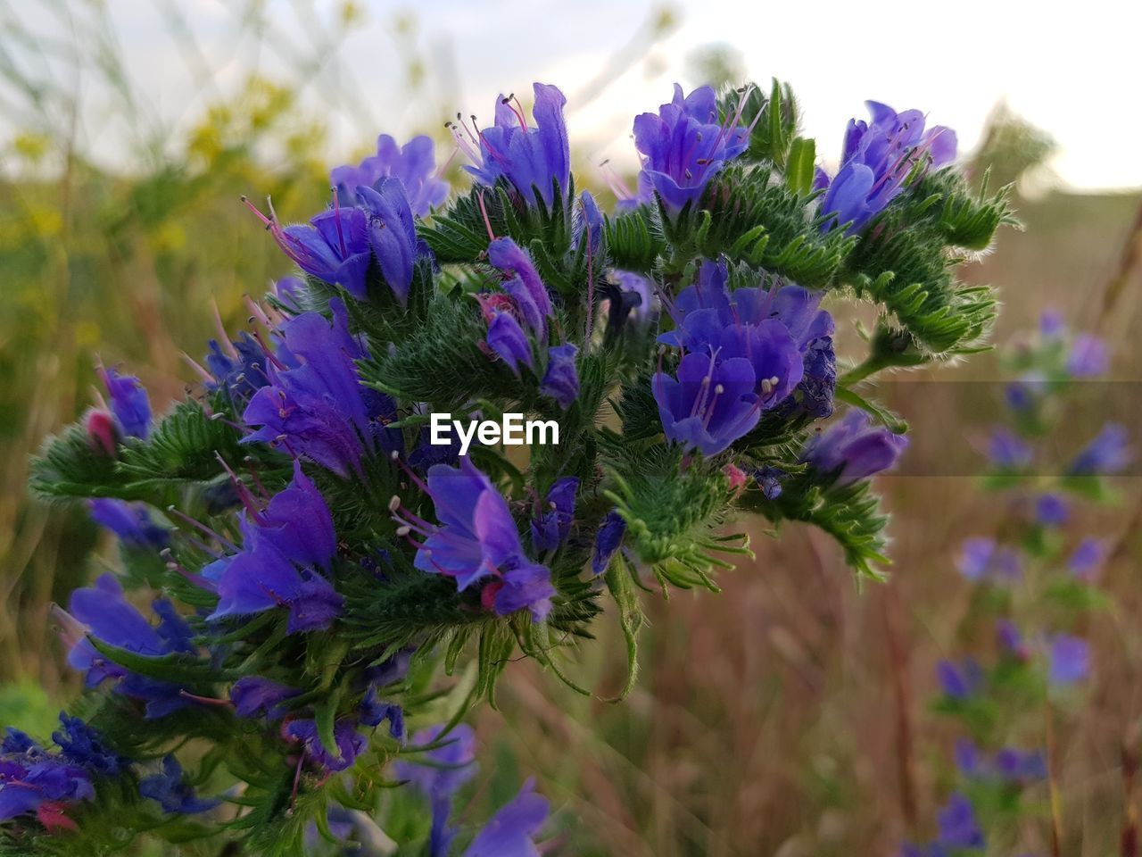 CLOSE-UP OF PURPLE FLOWERS