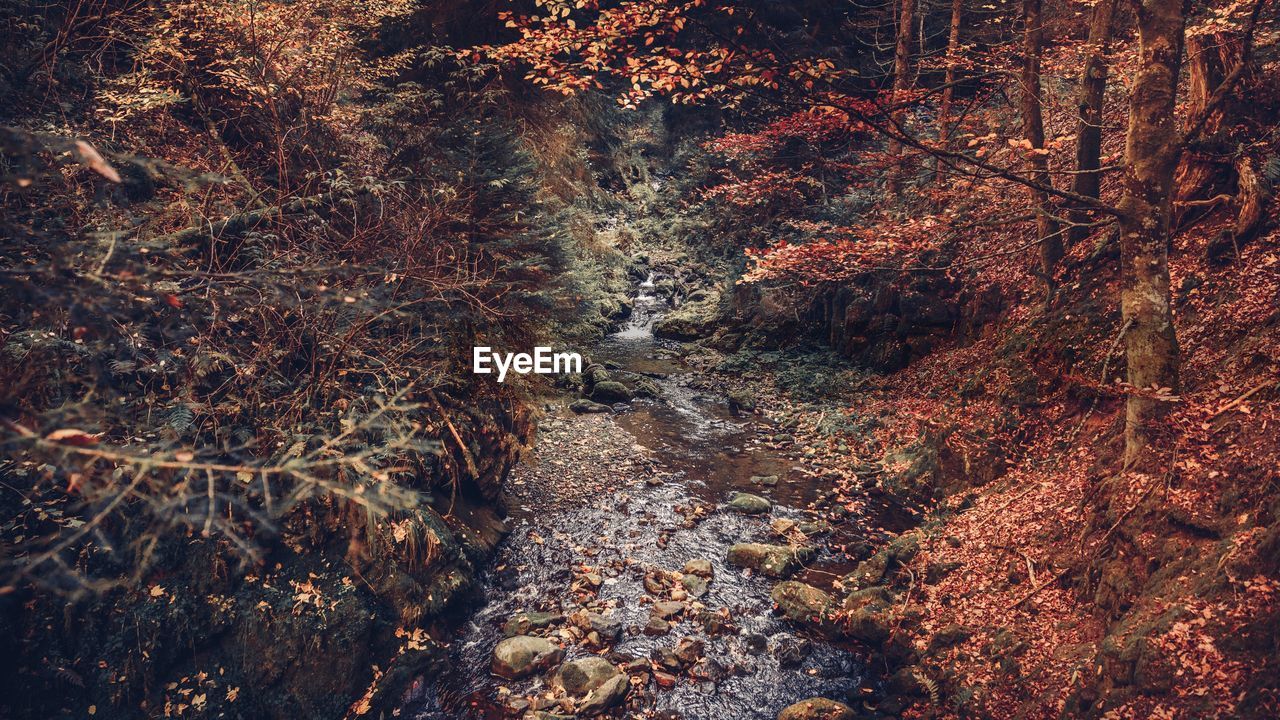 High angle view of stream in forest during autumn