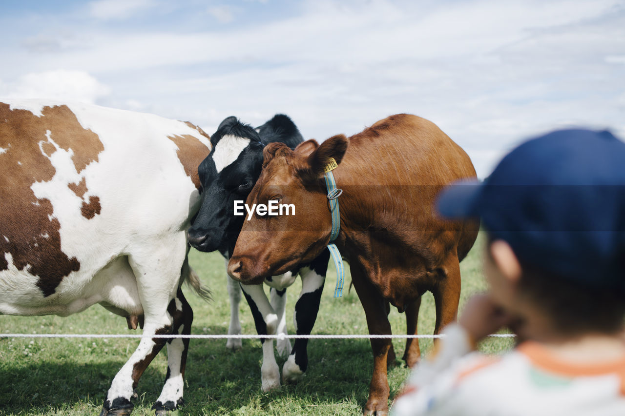 Rear view of boy looking at cows against cloudy sky during summer