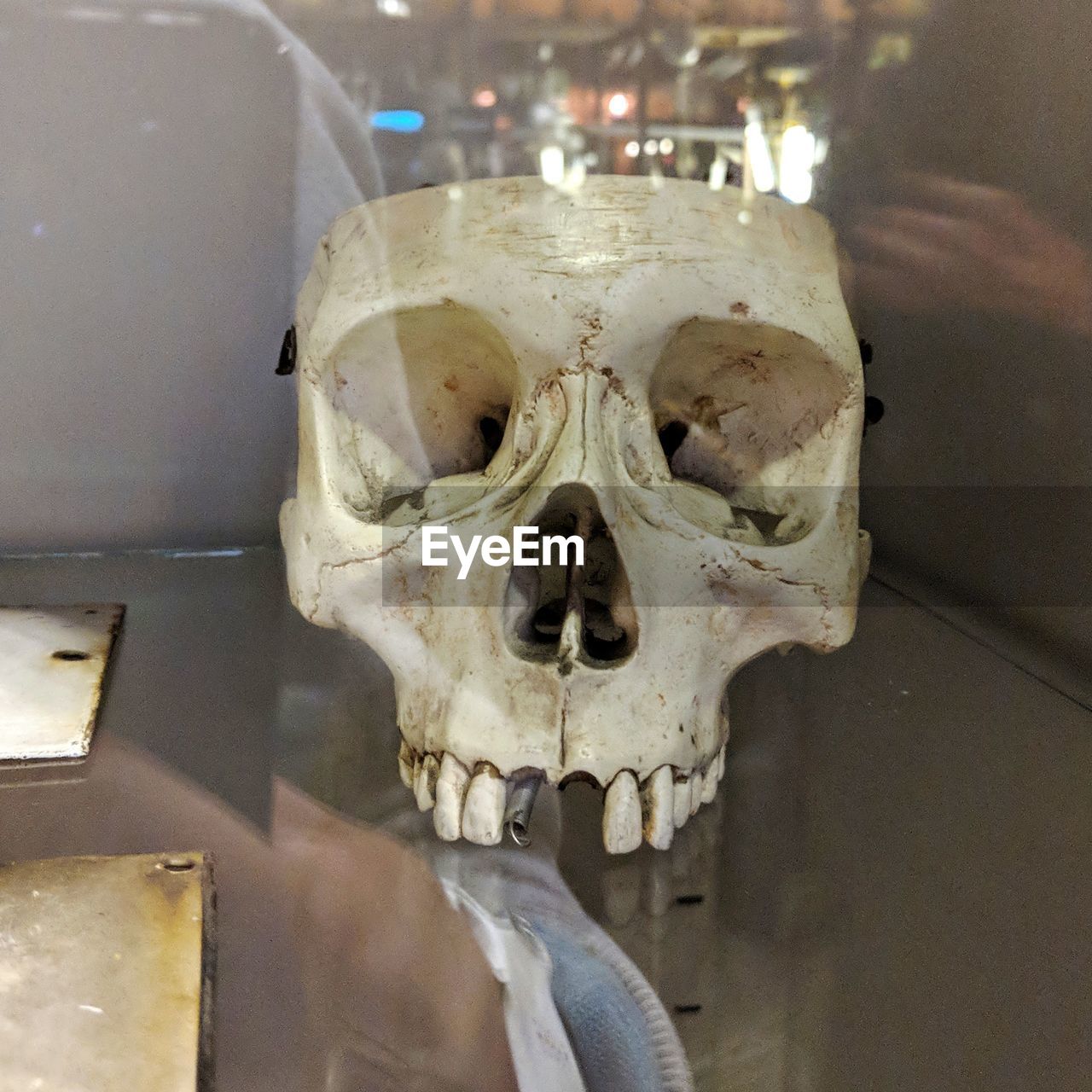 CLOSE-UP OF HUMAN SKULL AGAINST THE BACKGROUND