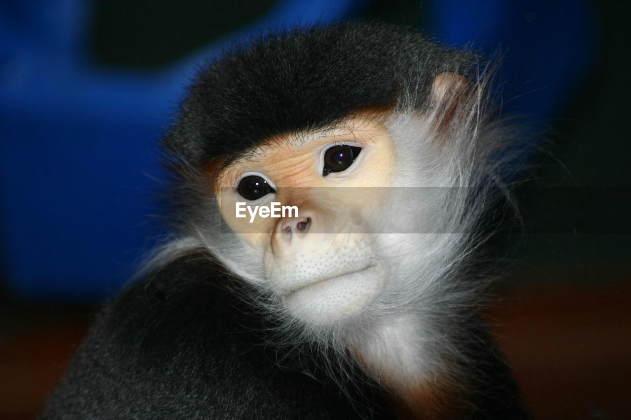 Close-up of douc langur at zoo