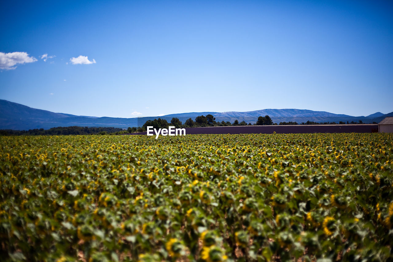 Scenic view of field against clear blue sky