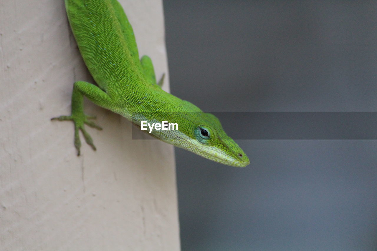 Close-up of anole lizard on wall