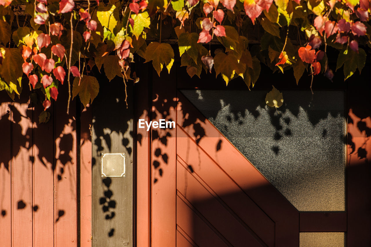 Shadow of virginia creeper on wooden front door