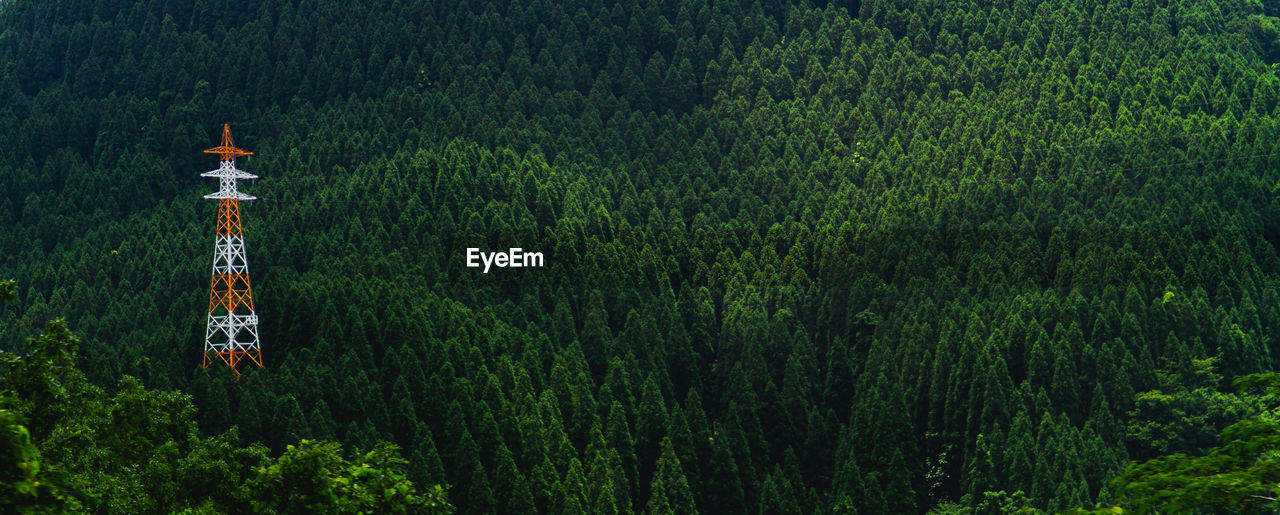 Electric pole in forest