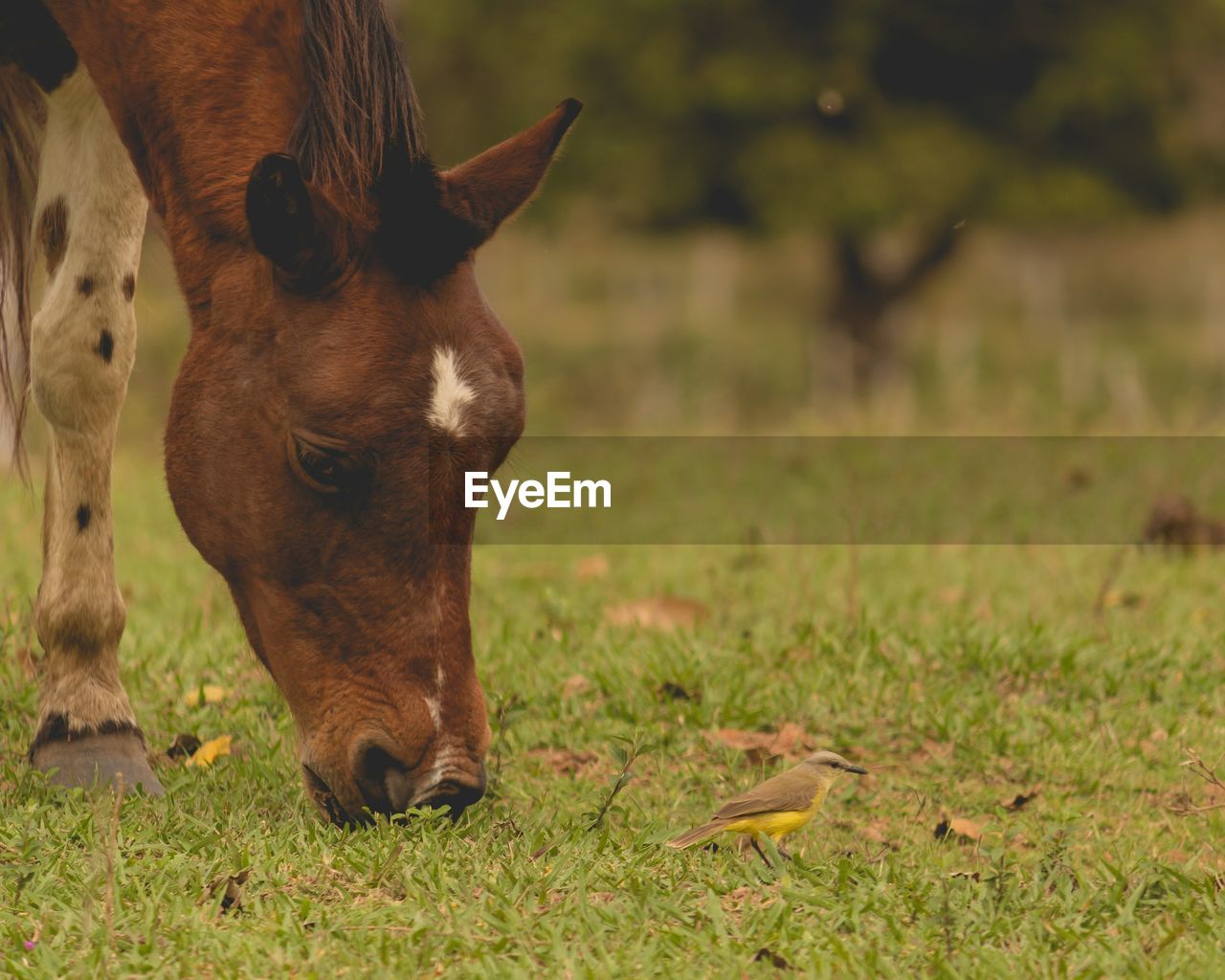 CLOSE-UP OF A HORSE GRAZING