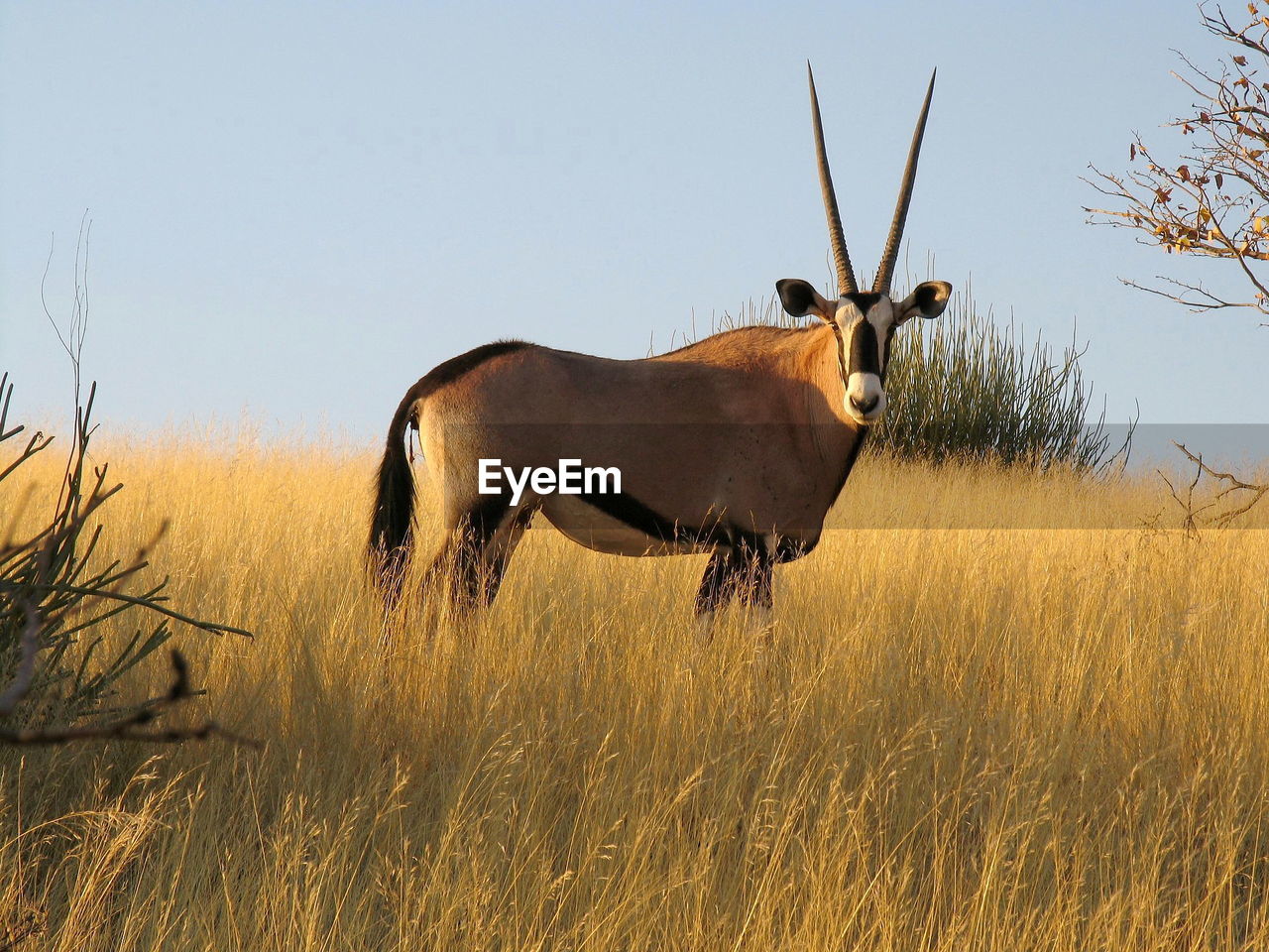 Portrait of oryx standing on grassy field against clear sky