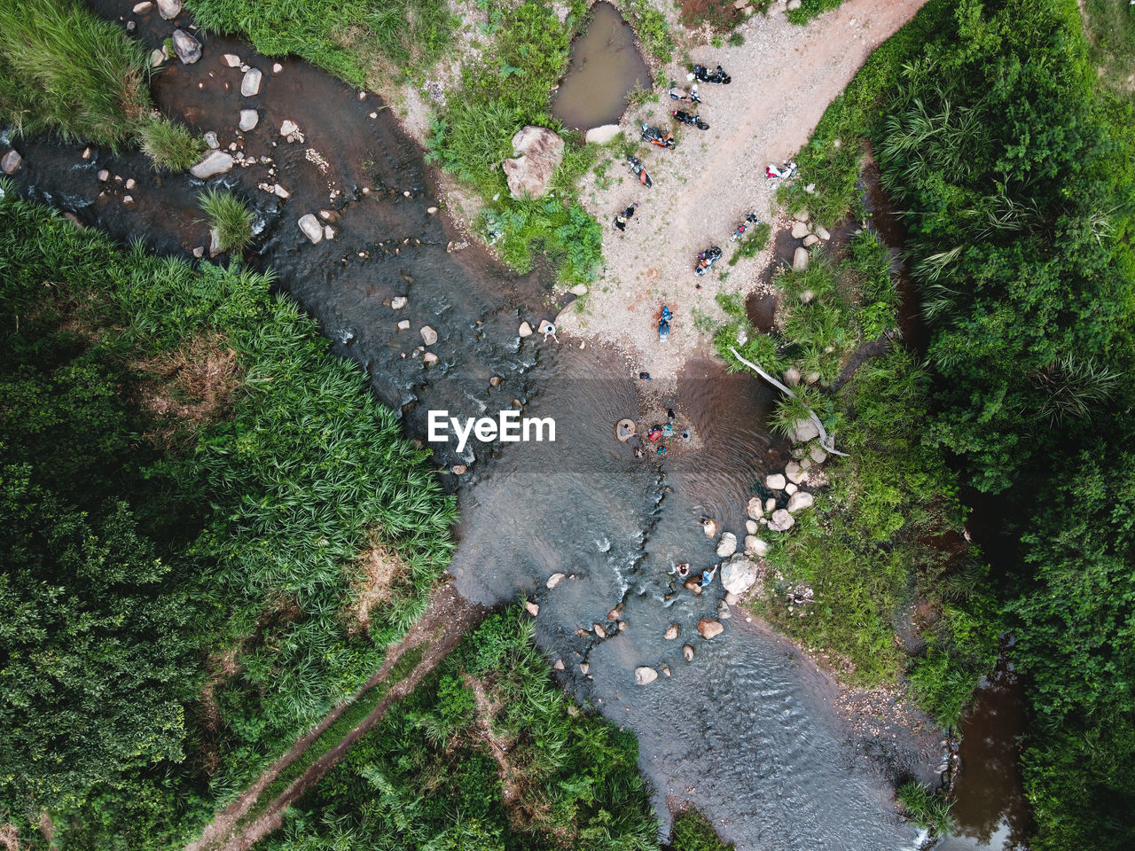 High angle view of ducks on road amidst trees