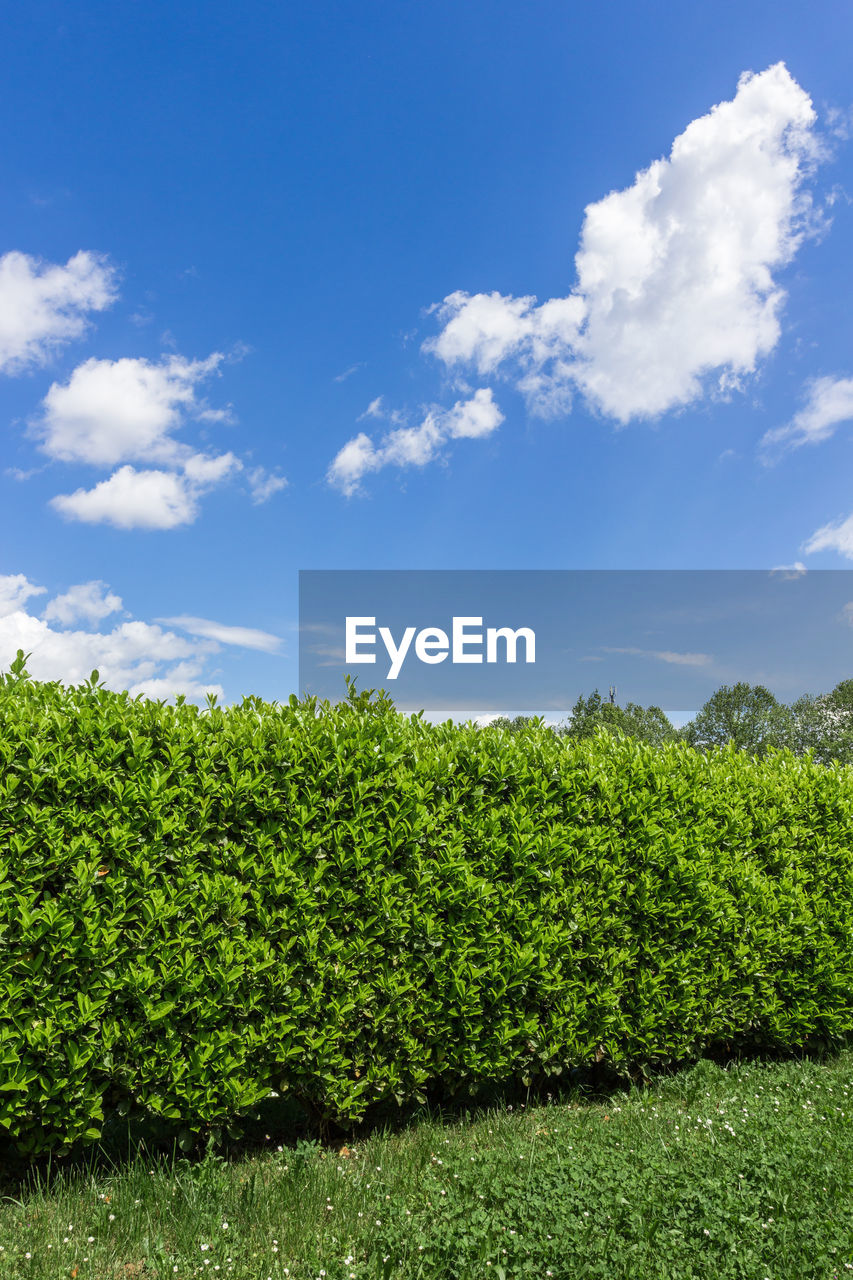 PLANTS ON FIELD AGAINST SKY