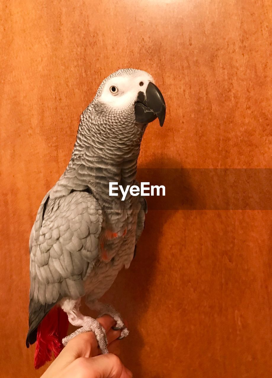 African grey parrot 