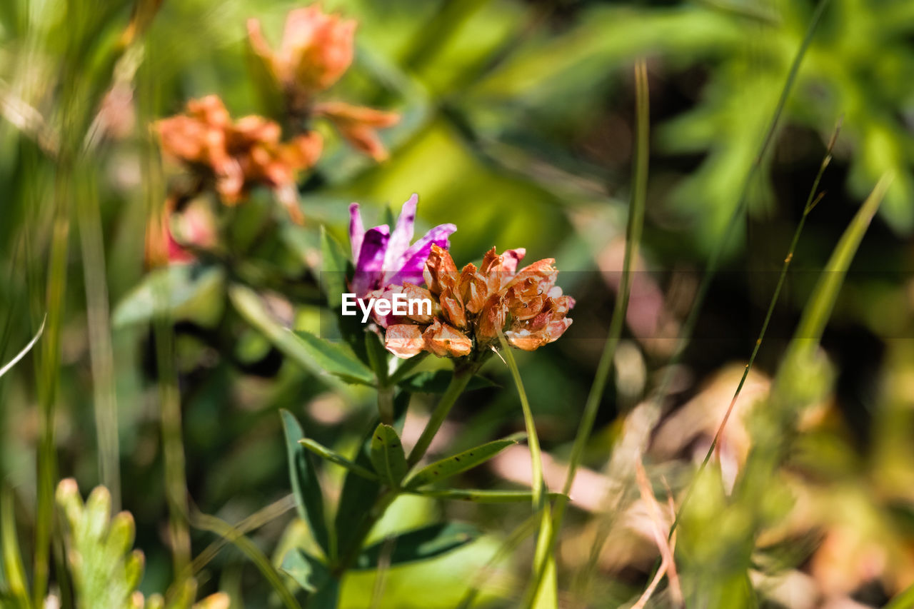 Close-up of pink flowers