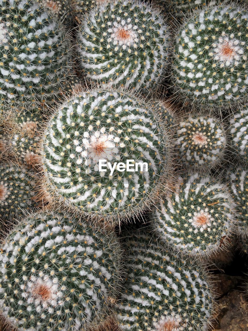Full frame shot of cactus growing outdoors