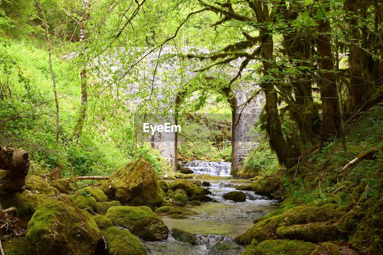 STREAM PASSING THROUGH FOREST